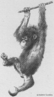 lockley1.gif (18383 bytes)